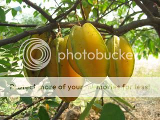 Star%20Fruit%20StarFruit.jpg