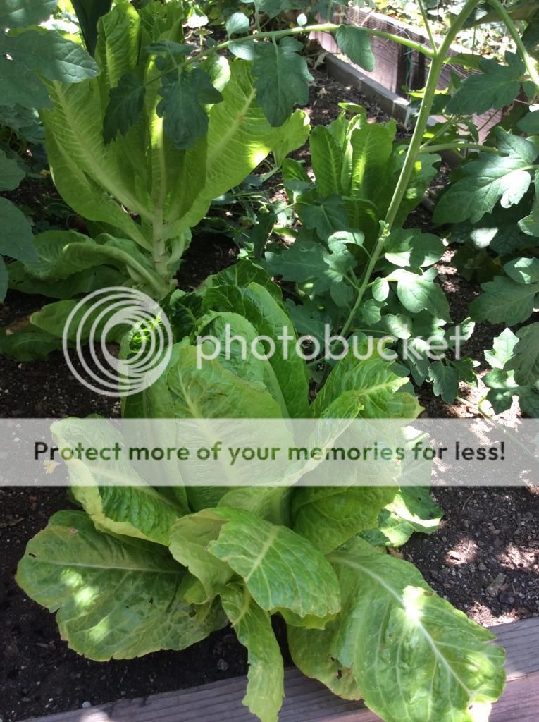  photo 64c796def8a07efcf058d00df324379c.jpg