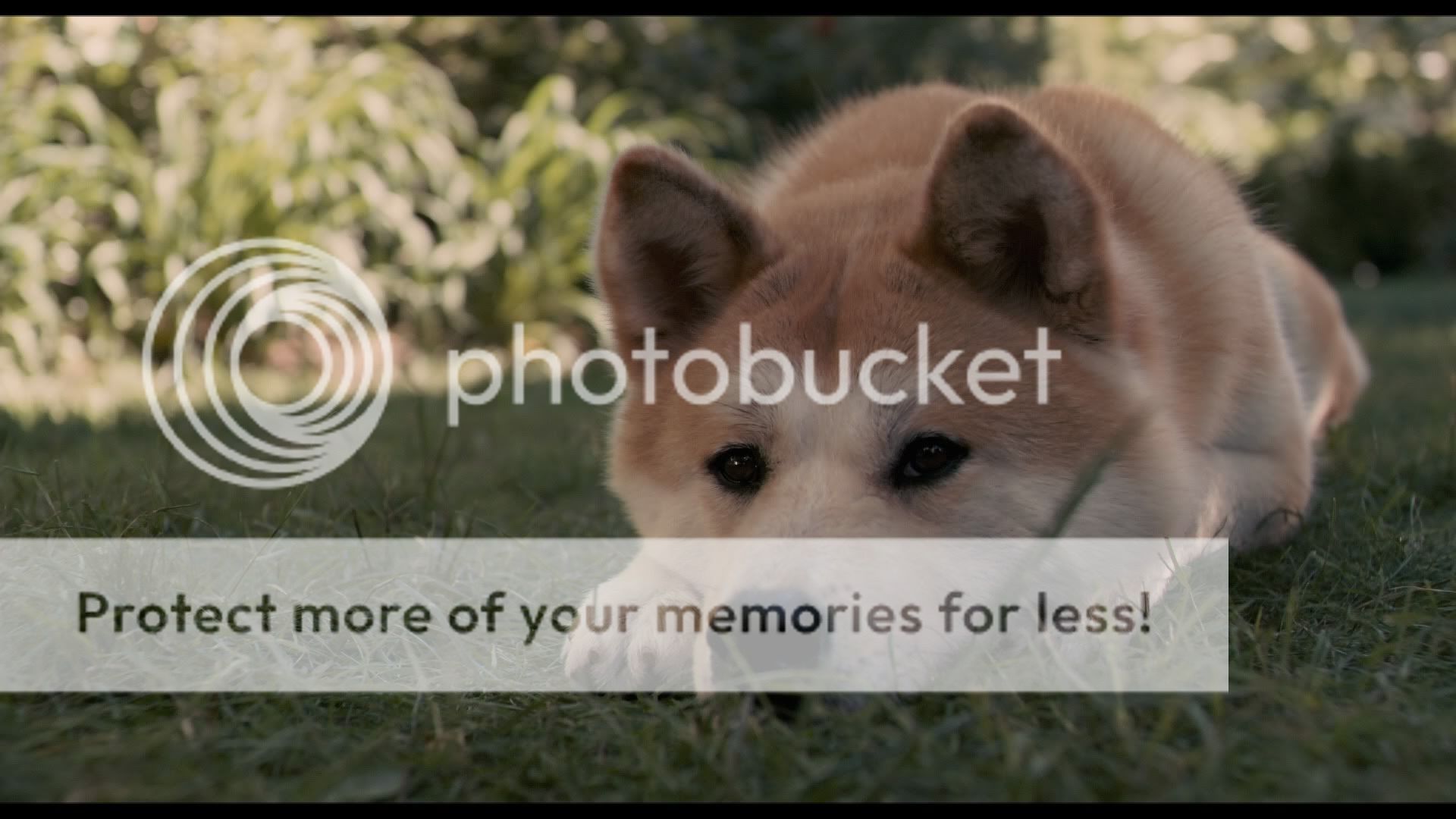 Hachi A Dog S Tale Full Movie Onlie Hachi A Dog S Tale Full Movie Onlie
